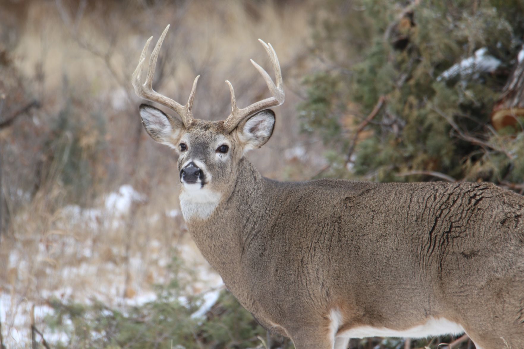 Whitetail Buck
